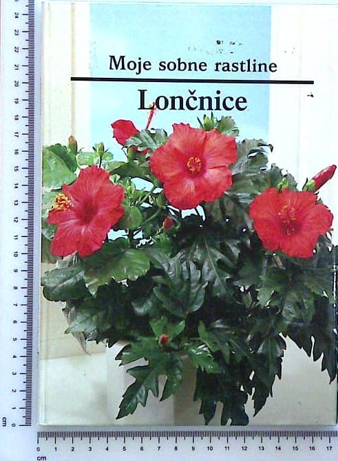 Moje sobne rastline / Lončnice